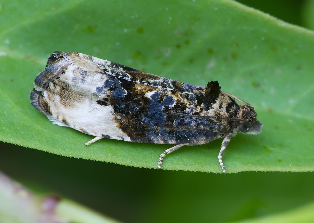 Hedya nubiferana