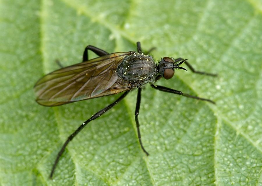 Rhamphomyia crassirostris