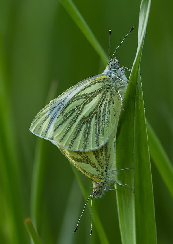 Pieris napi