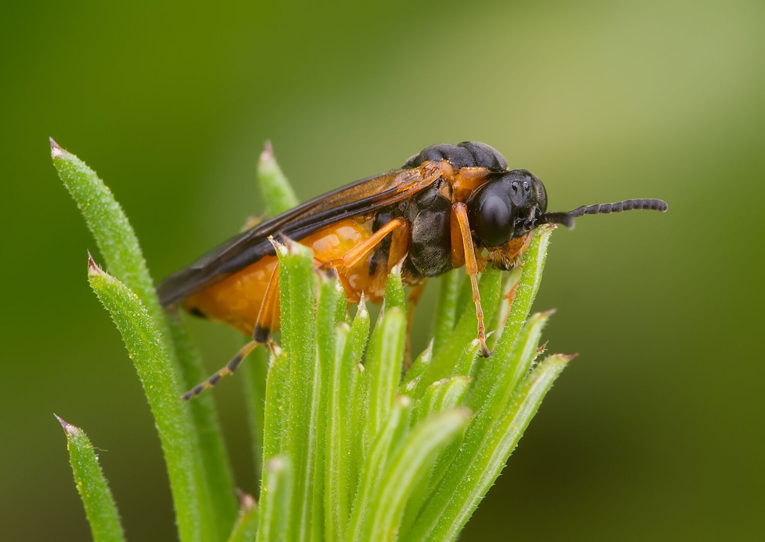Athalia cordata