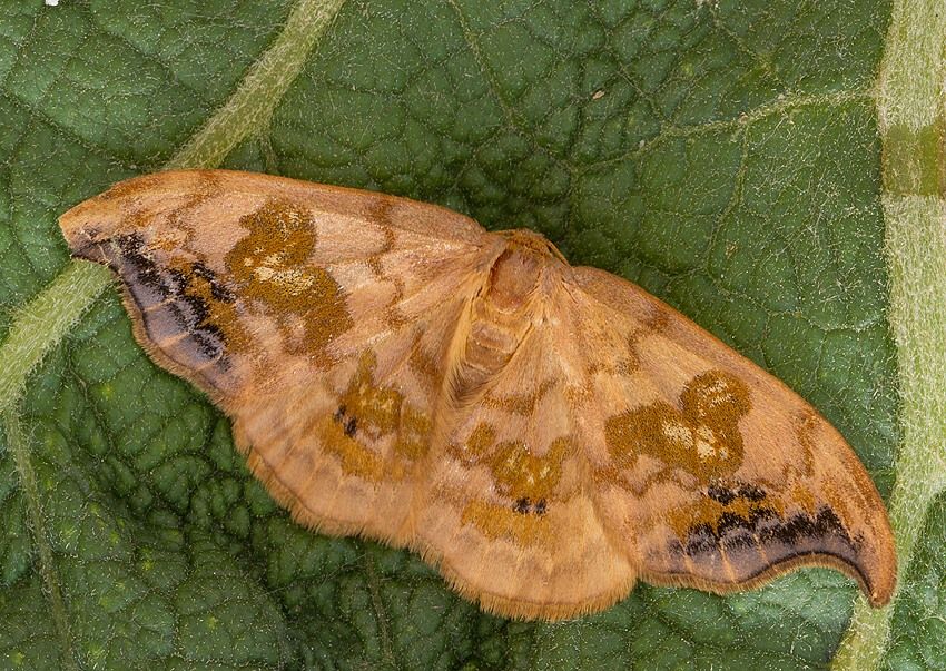 Sabra harpagula