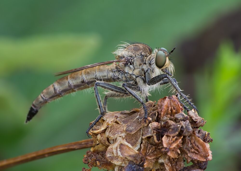 Machimus setibarbus