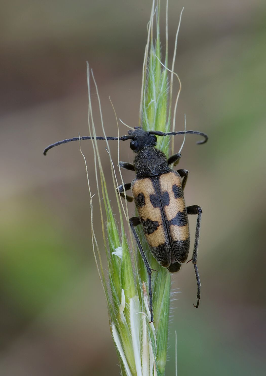 Pachytodes erraticus