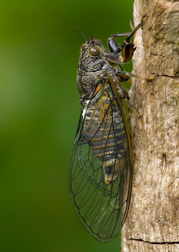 Cicadetta montana