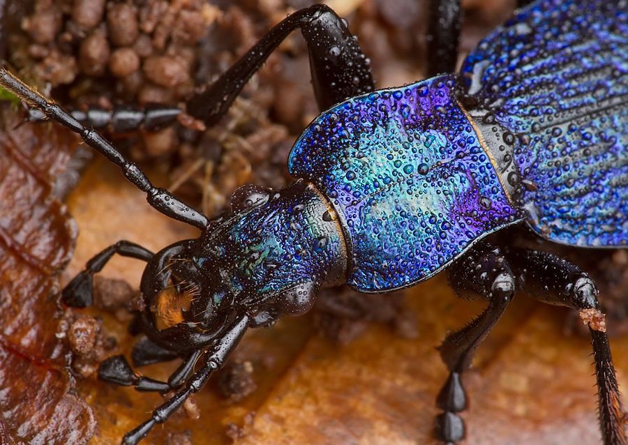 Carabus intricatus