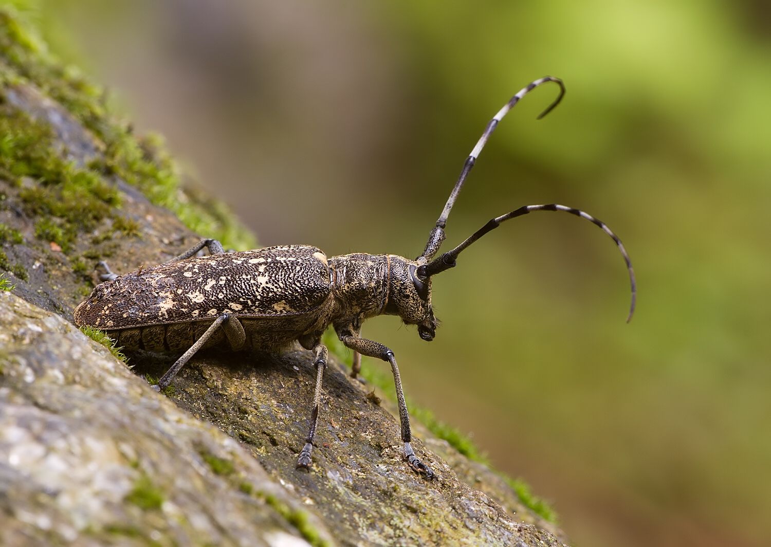 Monochamus sartor