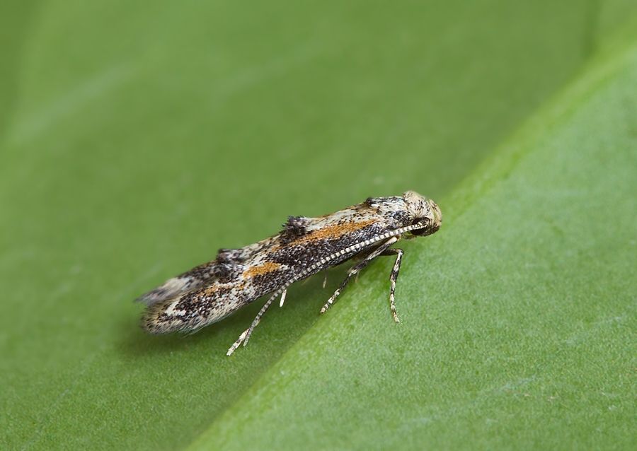 Blastodacna atra cf.