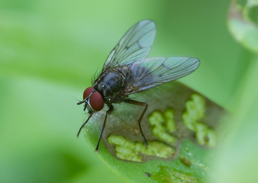 Hydrophoria linogrisea