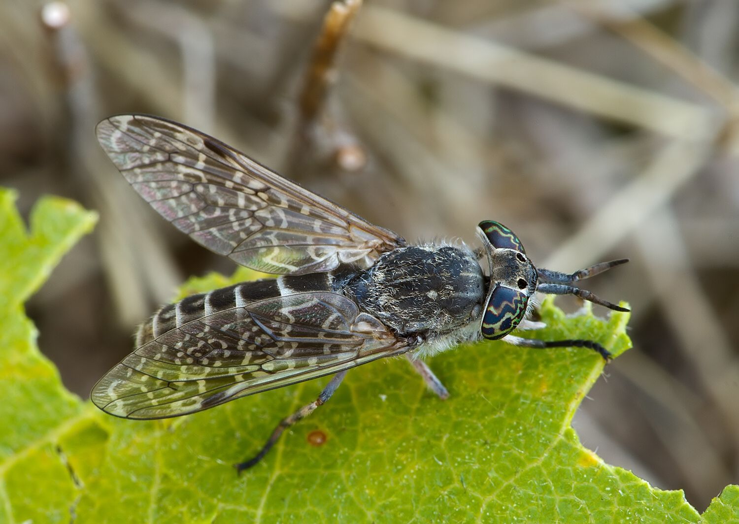 Haematopota italica