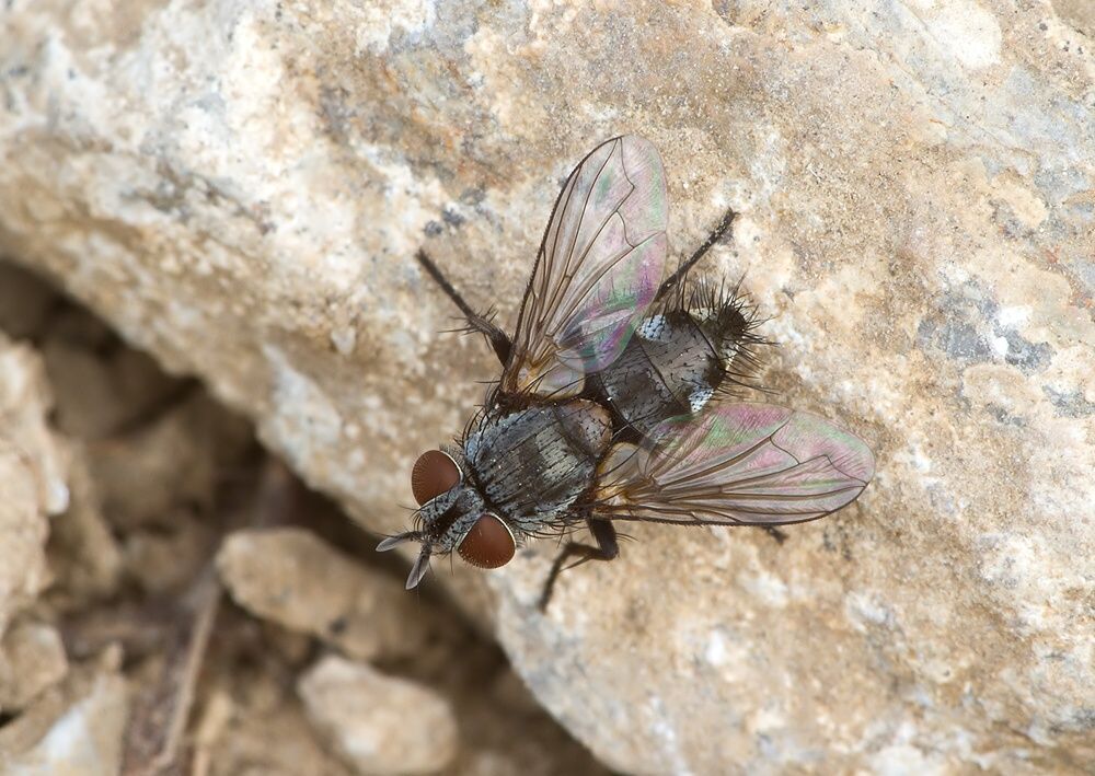Phryxe vulgaris