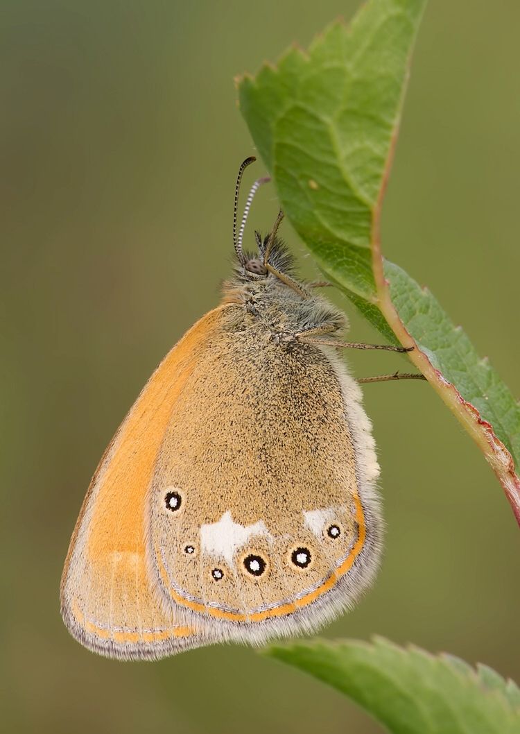 Coenonympha glycerion