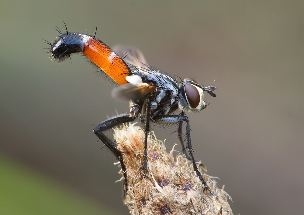 Cylindromyia intermedia