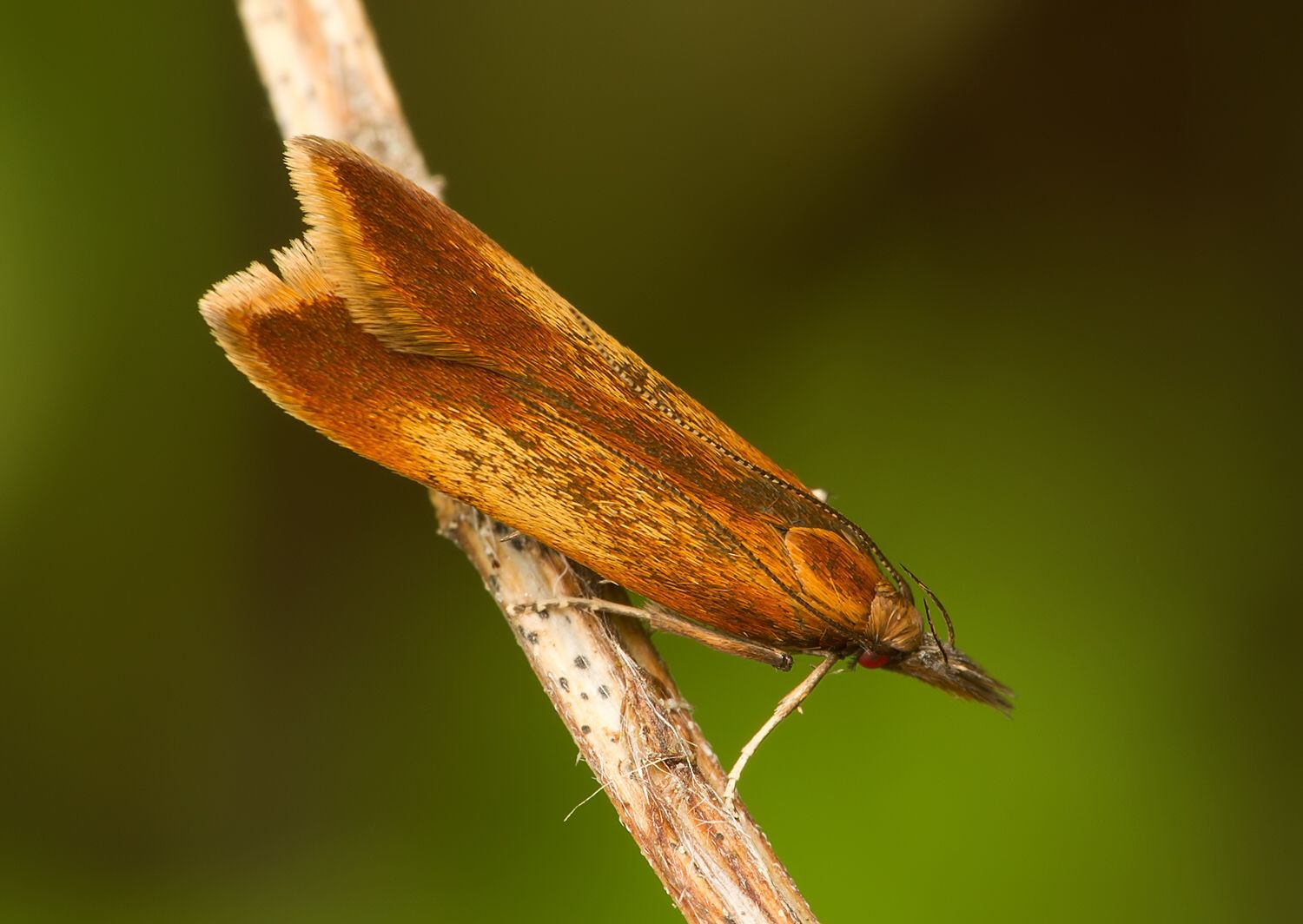 Dichomeris ustalella