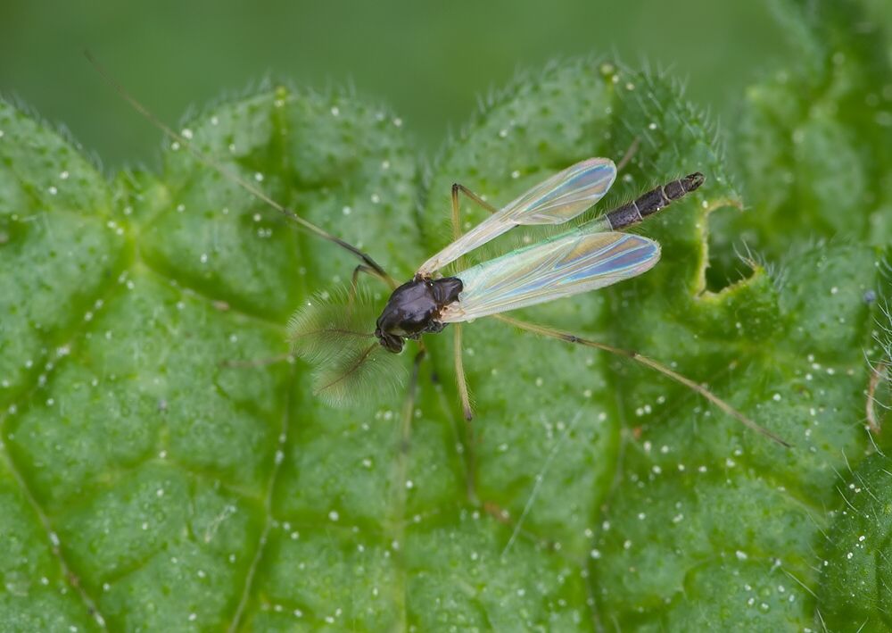 Microtendipes pedellus