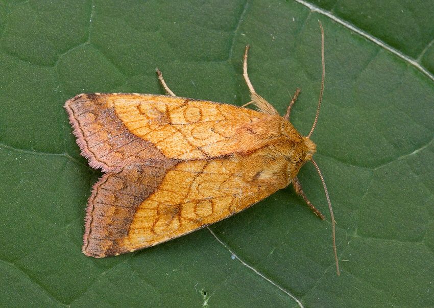 Pyrrhia umbra