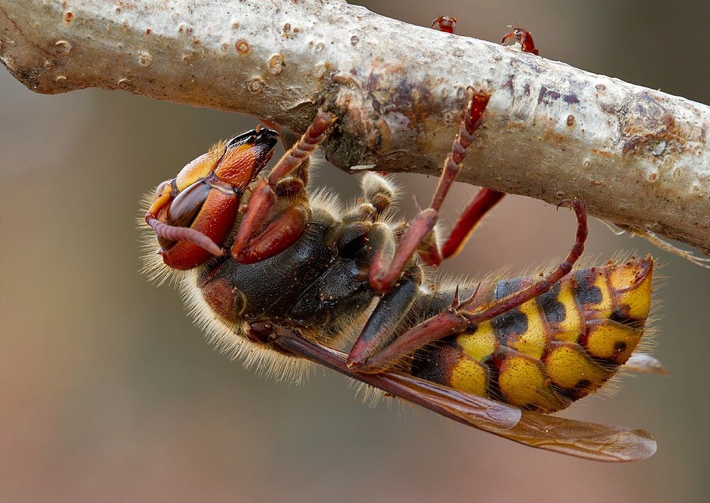 Vespa crabro