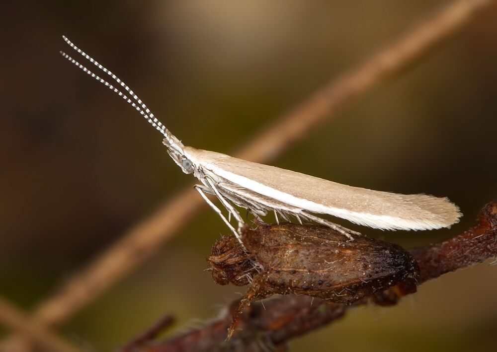 Coleophora albicostella