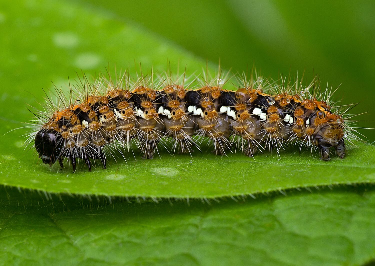 Euplagia quadripunctaria