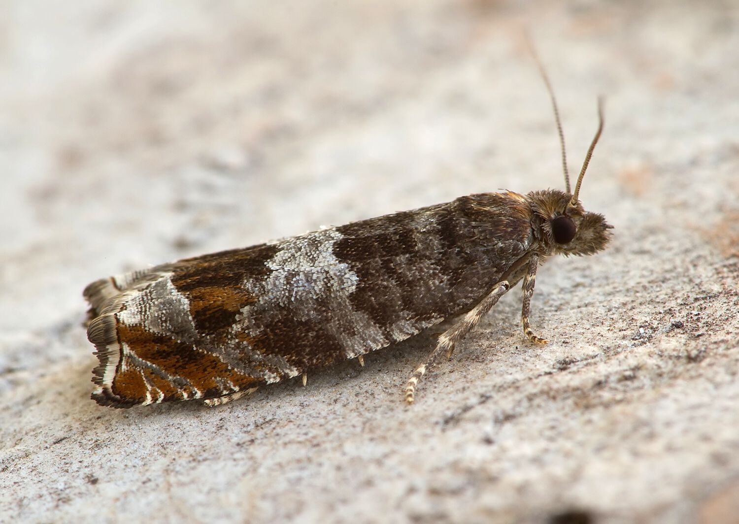 Ancylis achatana
