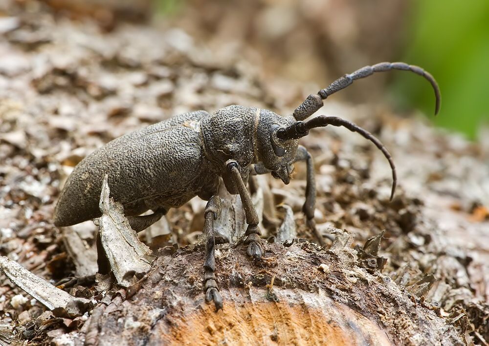 Lamia textor