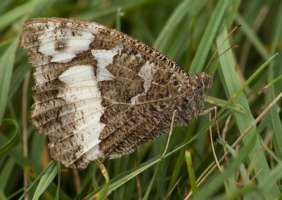 Brintesia circe