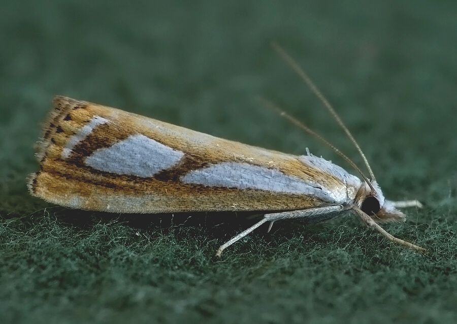 Catoptria permutatellus
