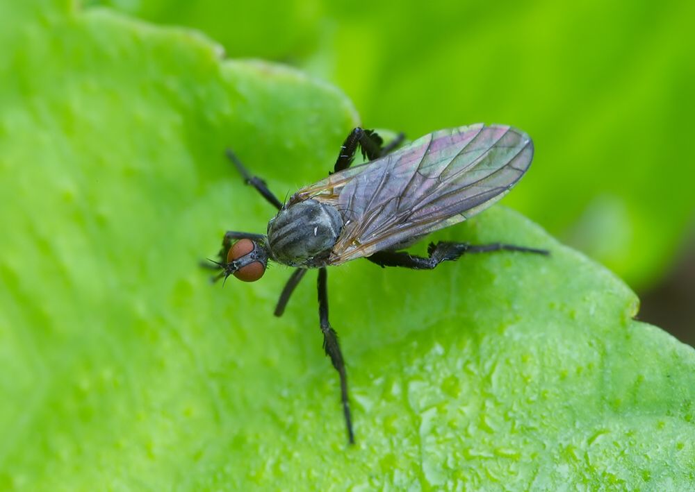 Empis pennipes