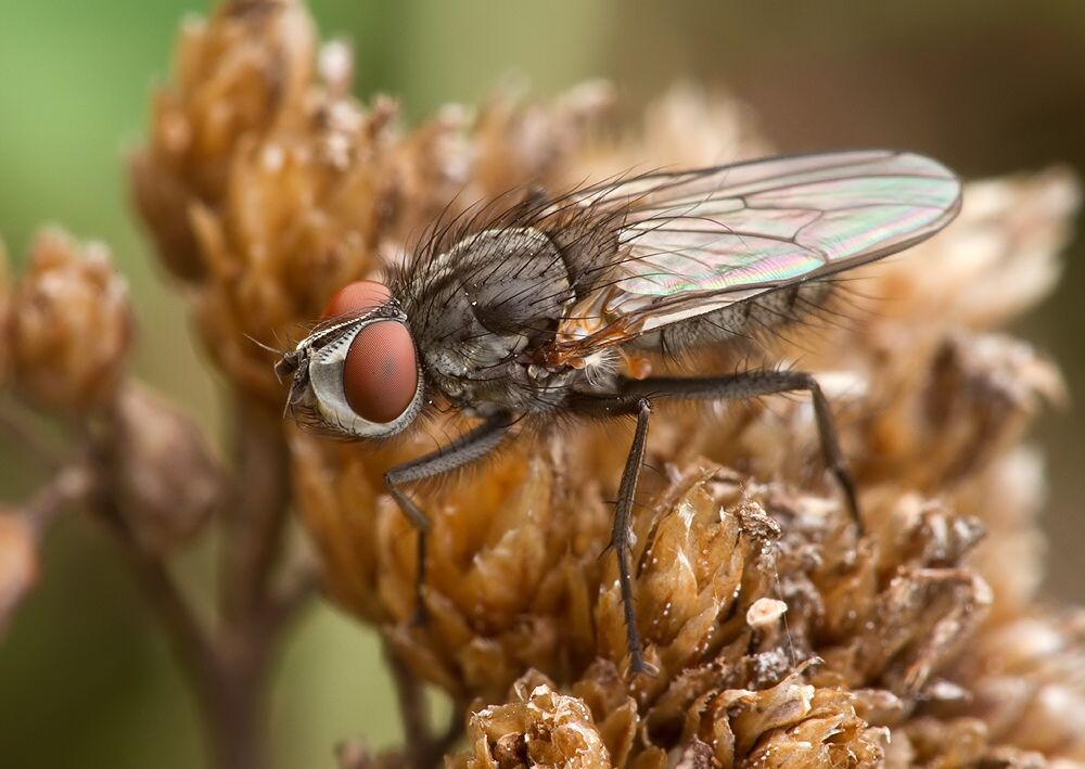 Leucophora obtusa