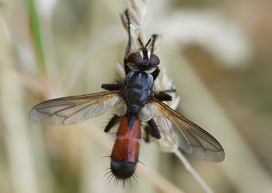 Cylindromyia brassicaria