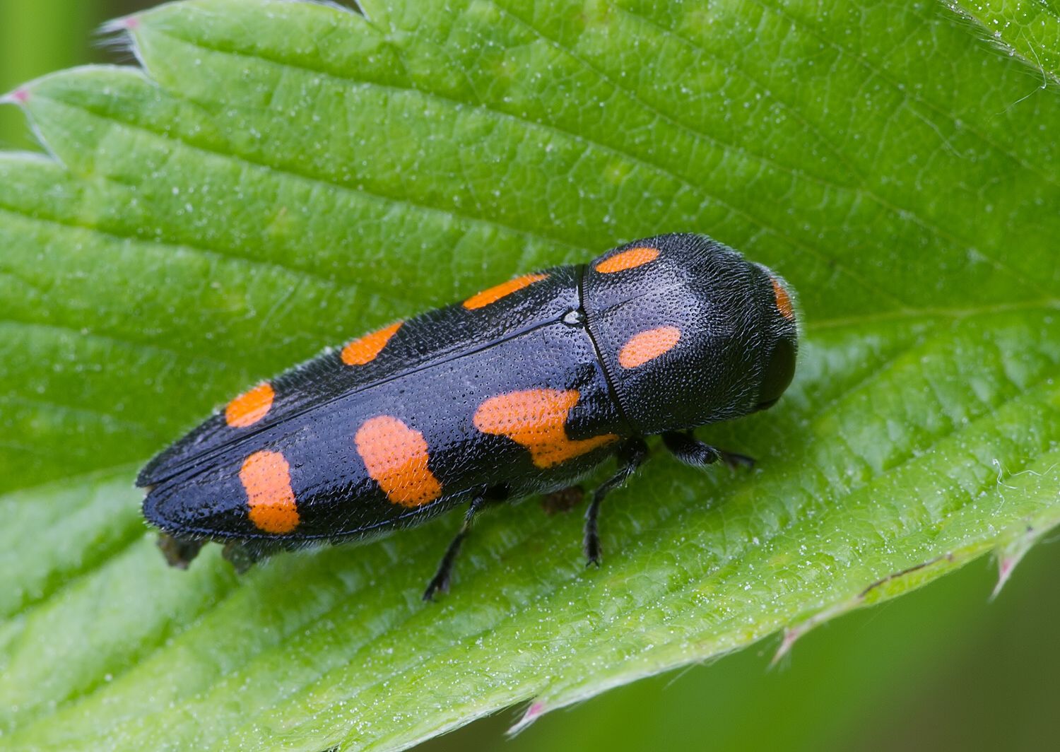 Ptosima undecimmaculata