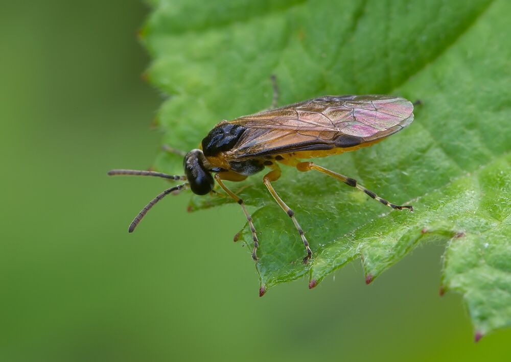 Arge ochropus