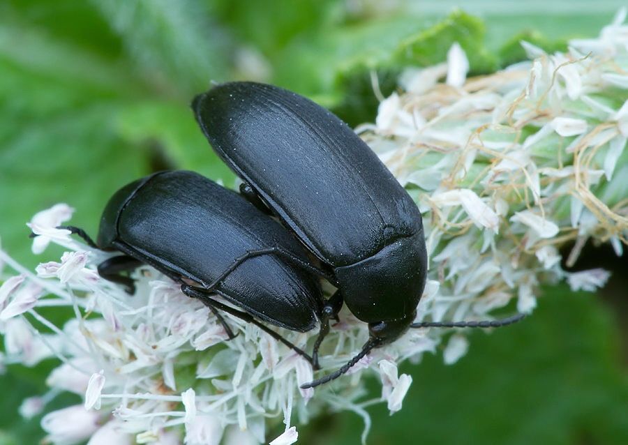 Podonta nigrita