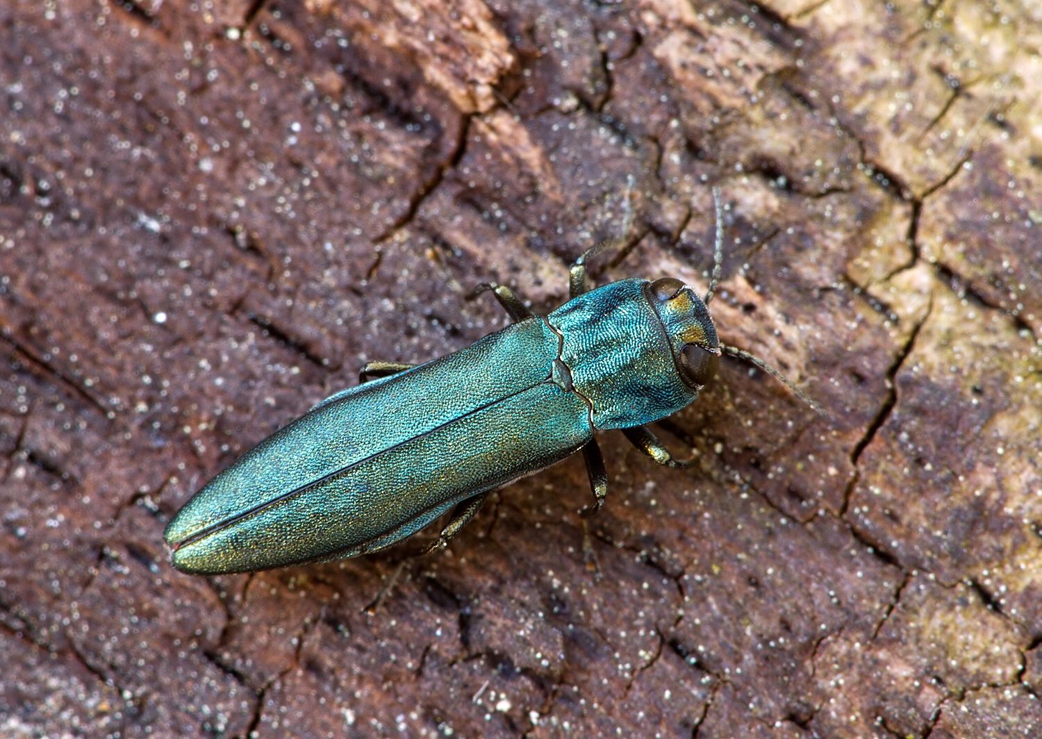 Agrilus sulcicollis
