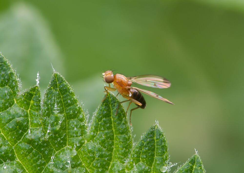 Geomyza hackmanii