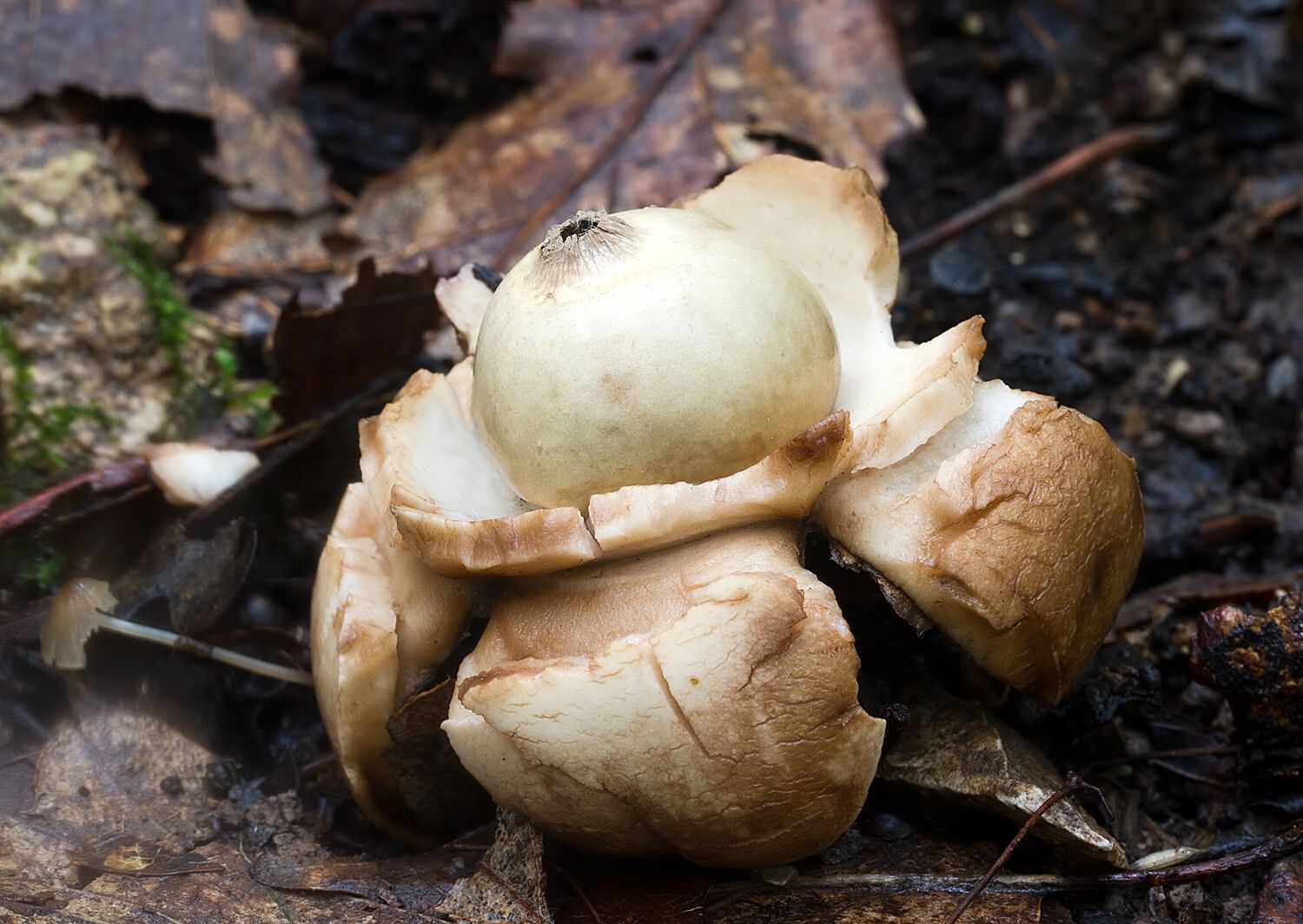 Geastrum triplex