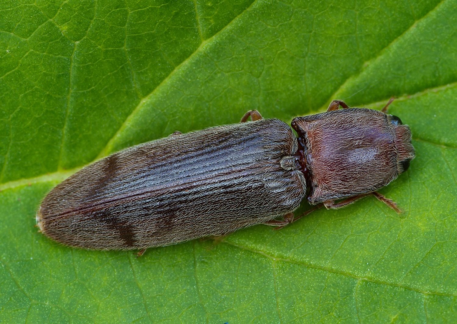 Stenagostus rhombeus