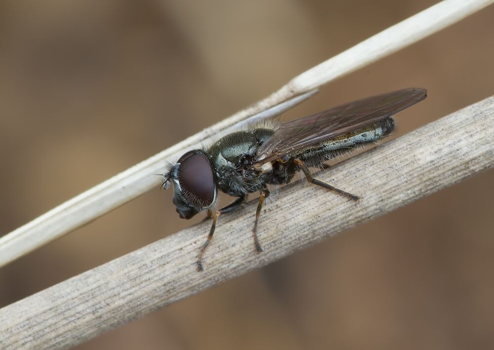 Cheilosia vernalis