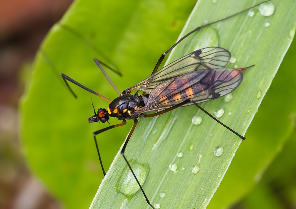 Nephrotoma crocata