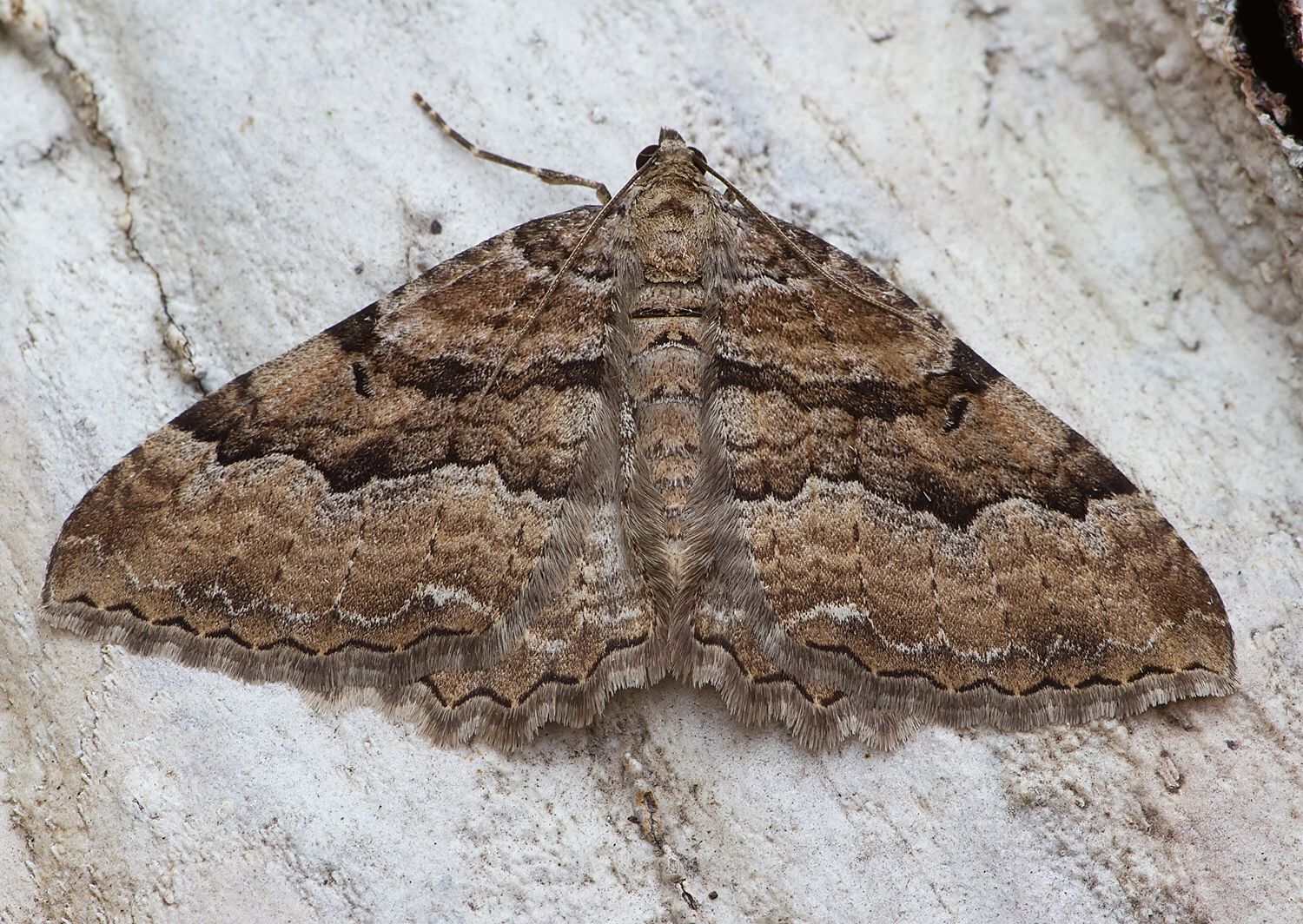 Hydria cervinalis
