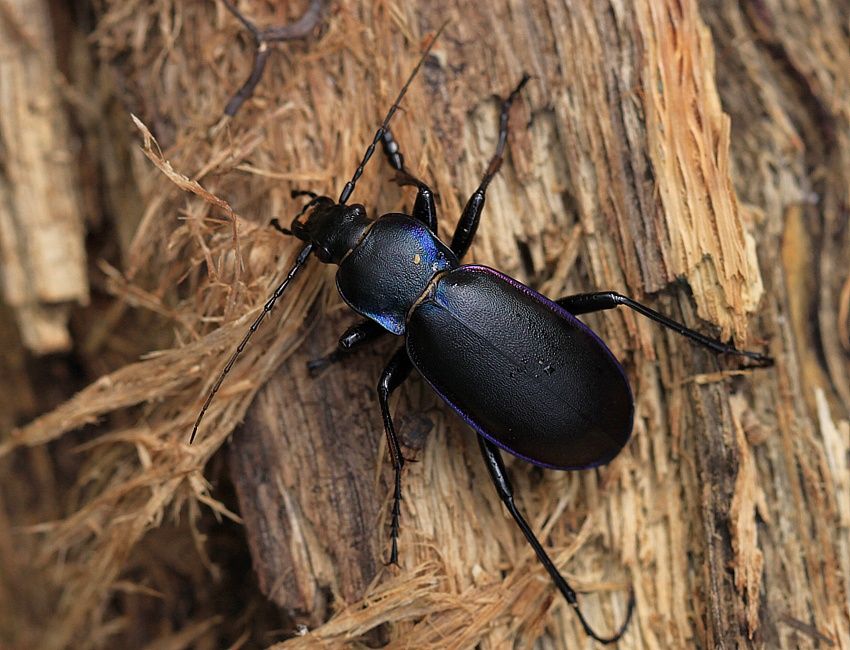Carabus violaceus