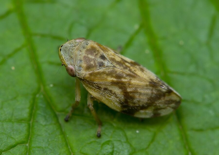 Philaenus spumarius