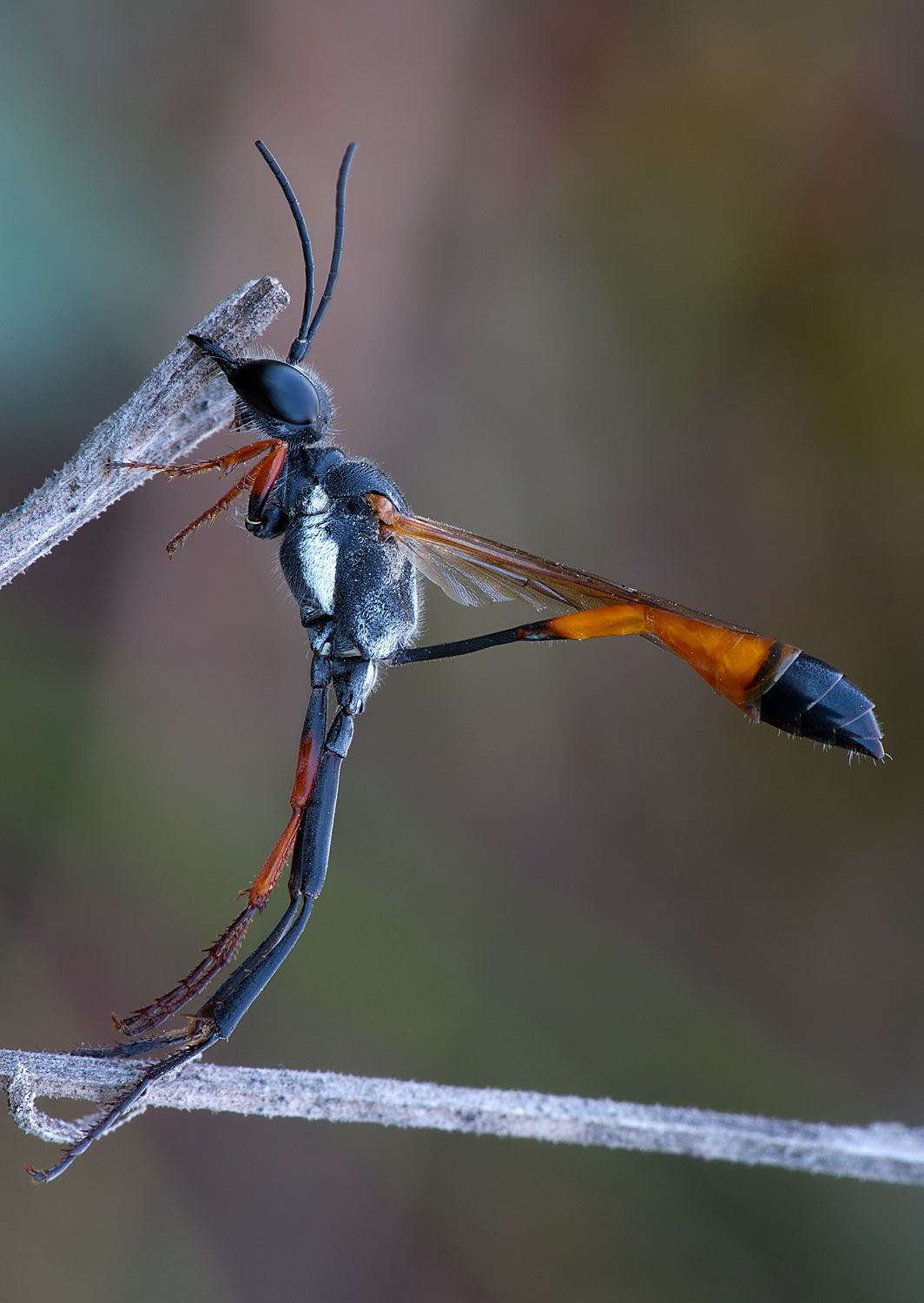 Ammophila heydeni