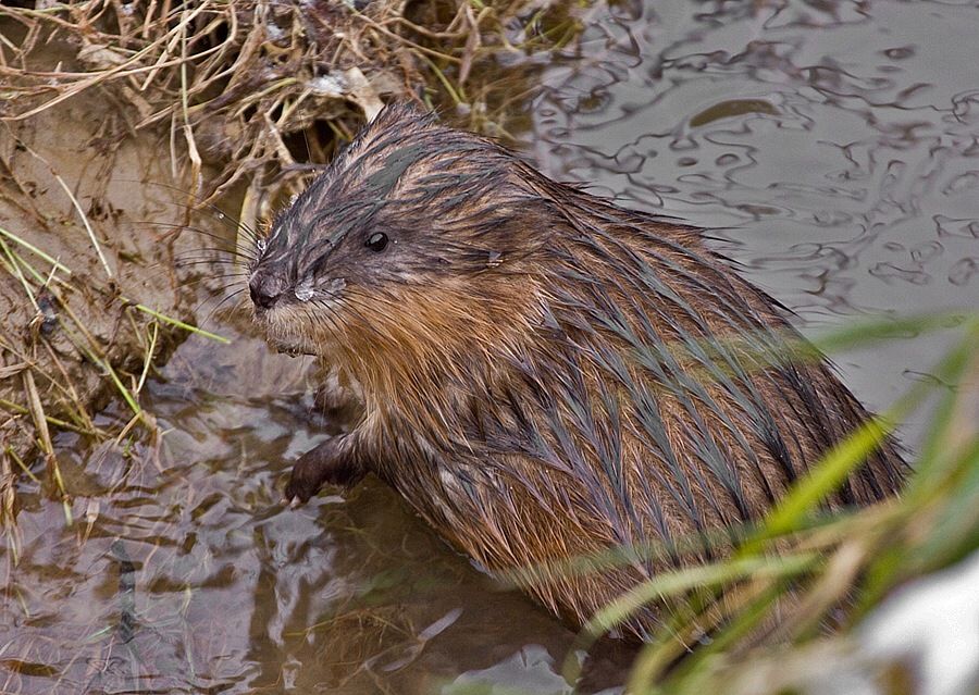 Ondatra zibethica