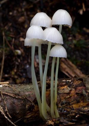 Mycena epipterygia