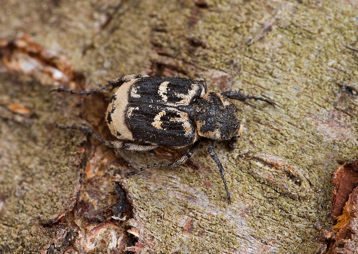 Valgus hemipterus