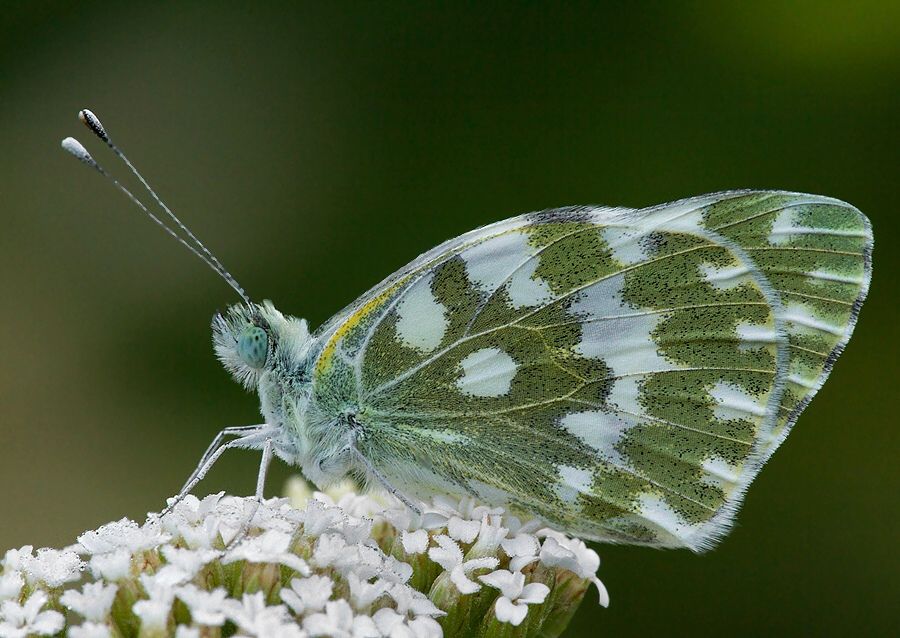 Pontia edusa