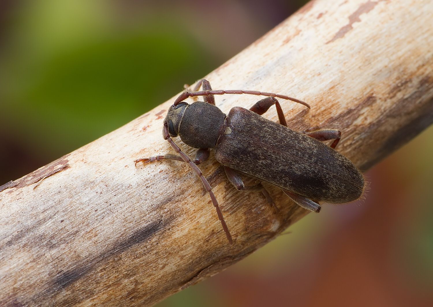 Trichoferus campestris