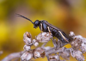 Cladius pectinicornis