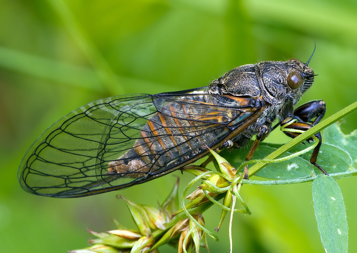Cicadetta montana