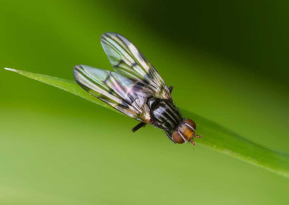 Otites levigata